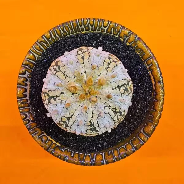 Astrophytum Asterias Snow 5 cm Boyutunda Özel Tür Kaktüs