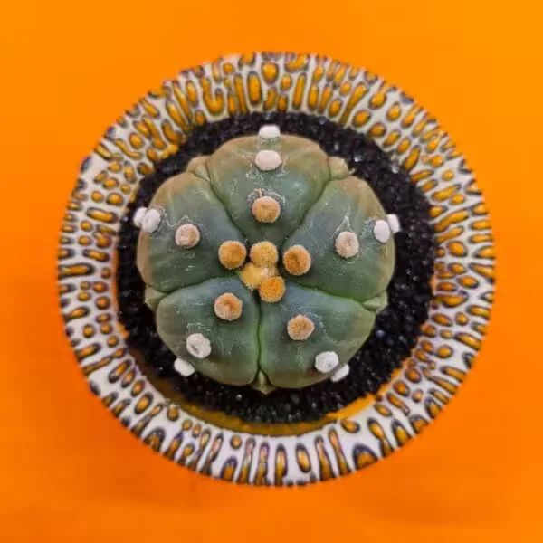 Astrophytum Asterias 6 cm  Özel Tür Kaktüs