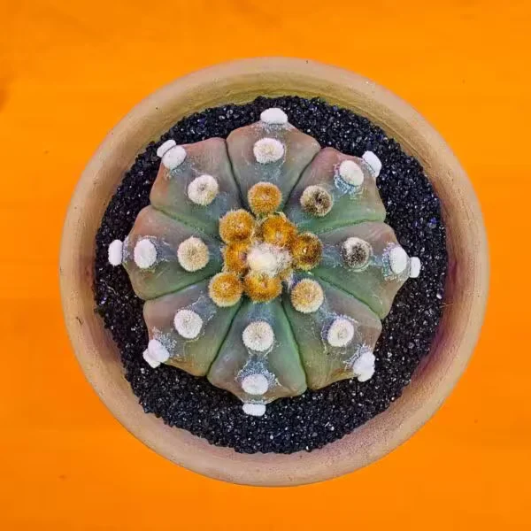Astrophytum Asterias 8 cm  Özel Tür Kaktüs