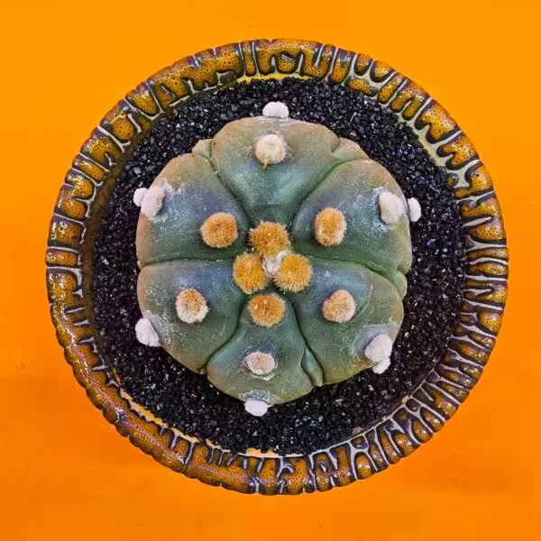 Astrophytum Asterias 6 cm  Özel Tür Kaktüs