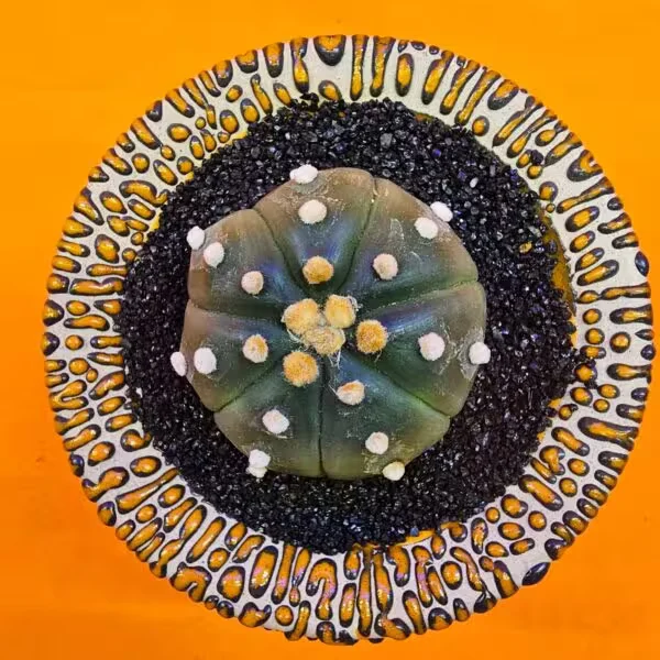 Astrophytum Asterias 5 cm  Özel Tür Kaktüs