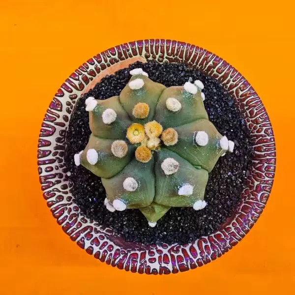 Astrophytum Asterias 6 cm  Özel Tür Kaktüs