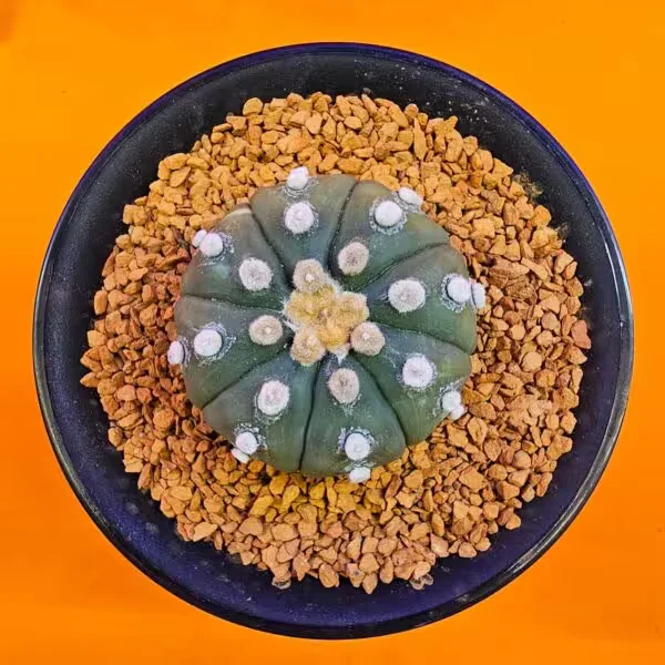 Astrophytum Asterias 6 cm  Özel Tür Kaktüs