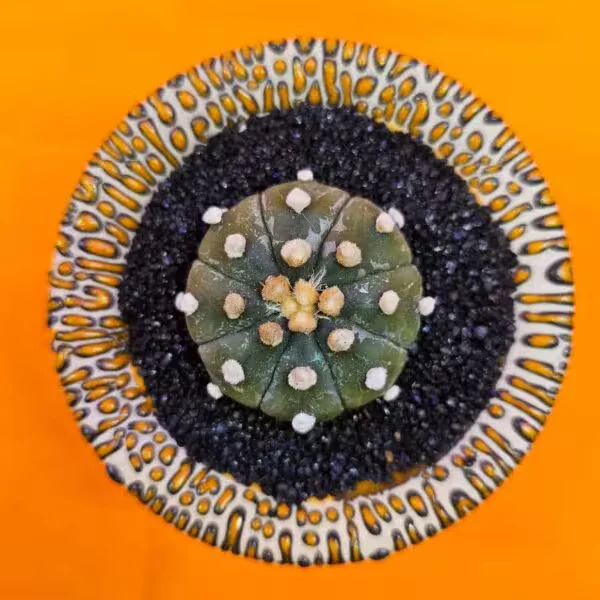 Astrophytum Asterias 5 cm  Özel Tür Kaktüs