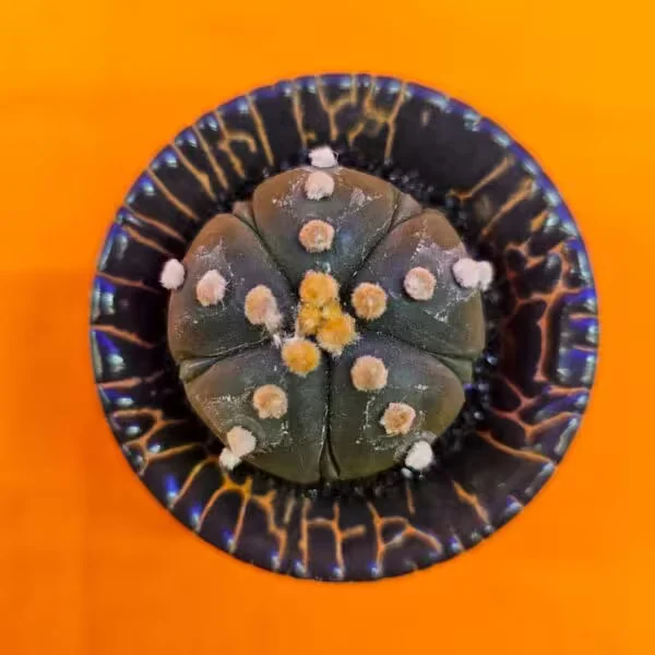 Astrophytum Asterias 4 cm  Özel Tür Kaktüs