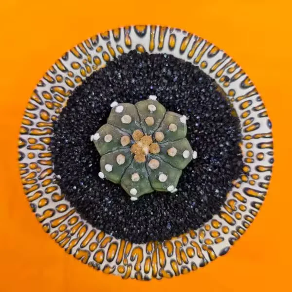 Astrophytum Asterias 4 cm  Özel Tür Kaktüs