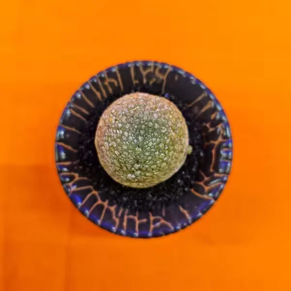 Pseudolithos Migiurtinus (Kurbağa) 3,5 cm Özel Tür Kaktüs