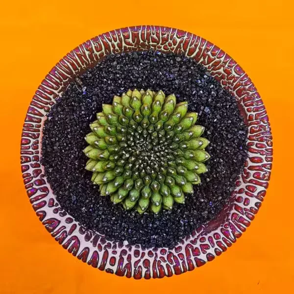 Gymnocalycium İnermis Cristat 5 cm Özel Tür Kaktüs