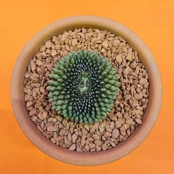 Gymnocalycium  İnermis Cristat 5 cm Özel Tür Kaktüs