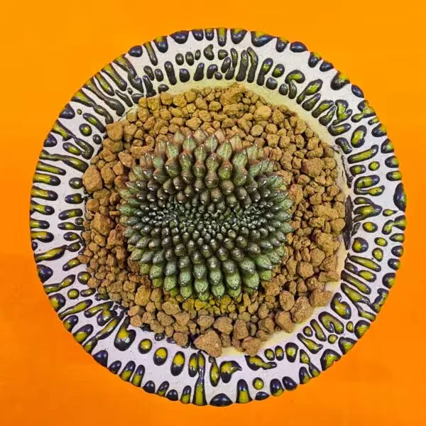 Gymnocalycium  İnermis Cristat 5 cm Özel Tür Kaktüs