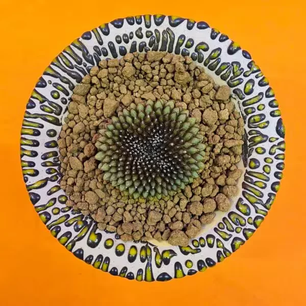 Gymnocalycium İnermis Cristat 4,5 cm Özel Tür Kaktüs