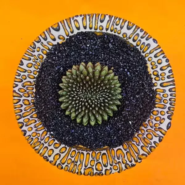 Gymnocalycium İnermis Cristat 4 cm Özel Tür Kaktüs