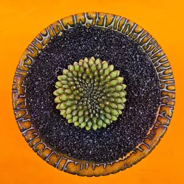 Gymnocalycium İnermis Cristat 4,5 cm Özel Tür Kaktüs