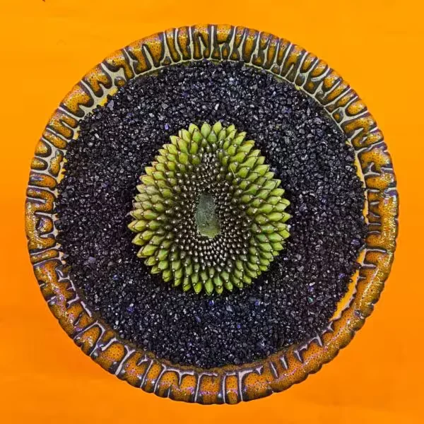 Gymnocalycium İnermis Cristat 5 cm Özel Tür Kaktüs