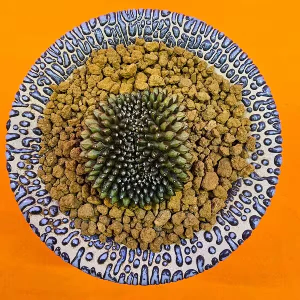 Gymnocalycium İnermis Cristat 4,5 cm Özel Tür Kaktüs