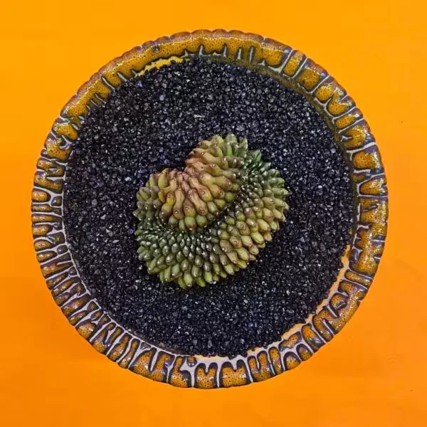 Gymnocalycium İnermis Cristat 5 cm Özel Tür Kaktüs
