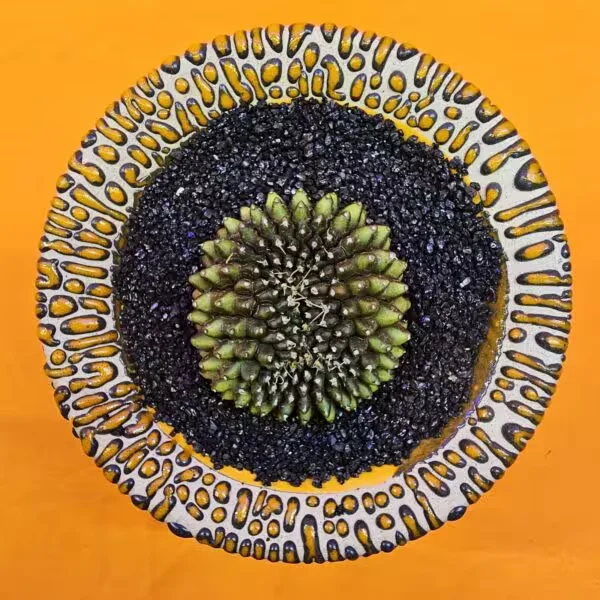 Gymnocalycium İnermis Cristat 5 cm Özel Tür Kaktüs