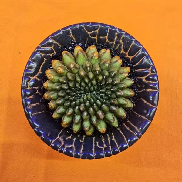 Gymnocalycium İnermis Cristat 4,5 cm Özel Tür Kaktüs