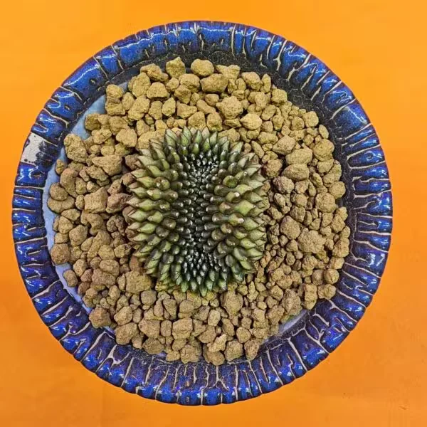 Gymnocalycium İnermis Cristat 4,5 cm Özel Tür Kaktüs