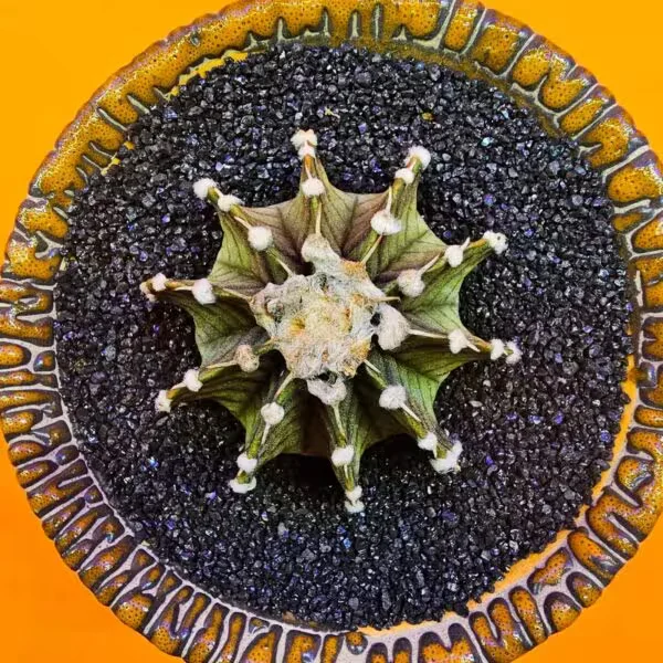 Gymnocalycium Vos1241 5 cm Boyutunda Özel Tür Kaktüs