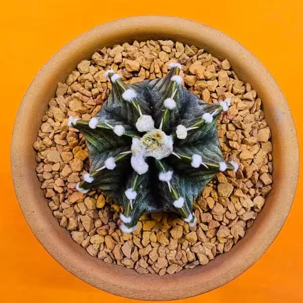 Gymnocalycium Vos1241 5 cm Boyutunda Özel Tür Kaktüs