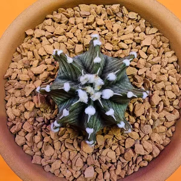 Gymnocalycium Vos1241 4 cm Boyutunda Özel Tür Kaktüs