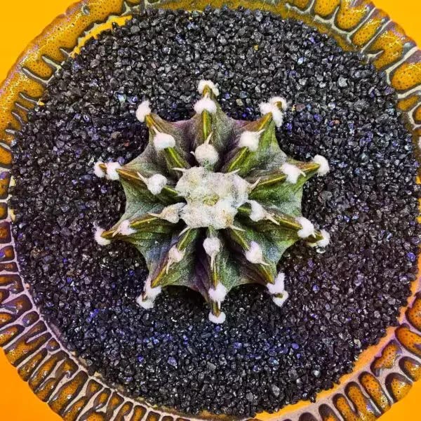 Gymnocalycium Vos1241 4,5 cm Boyutunda Özel Tür Kaktüs