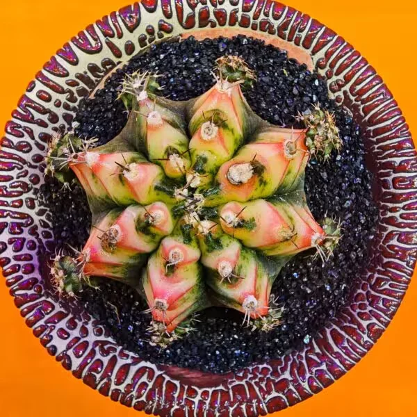 Gymnocalycium Multicolor  6 cm Boyutunda Özel Tür Kaktüs