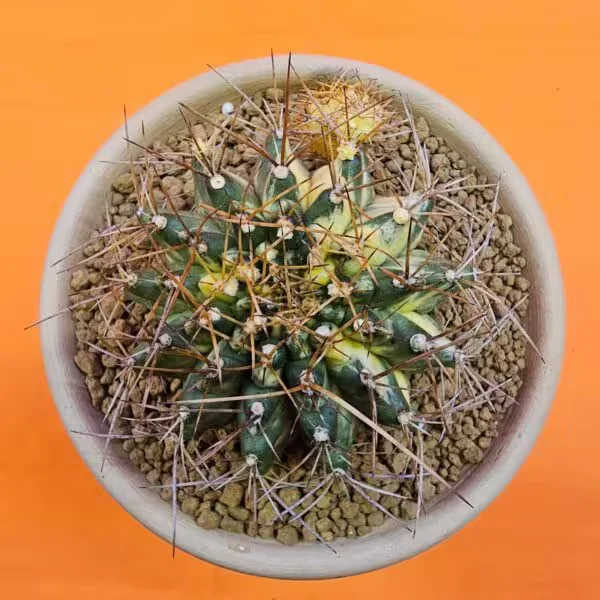 Gymnocalycium Marble  8,5 cm  Özel Tür Kaktüs