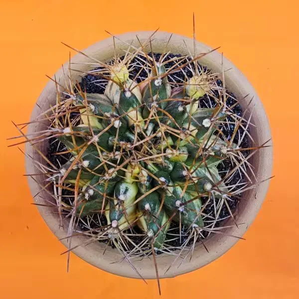 Gymnocalycium Marble  8 cm  Özel Tür Kaktüs