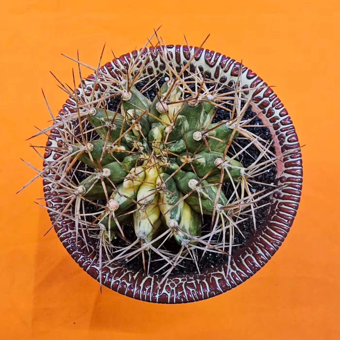 Next Product Image