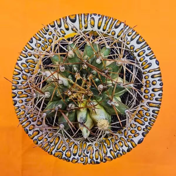 Gymnocalycium Marble 6,5 cm  Özel Tür Kaktüs