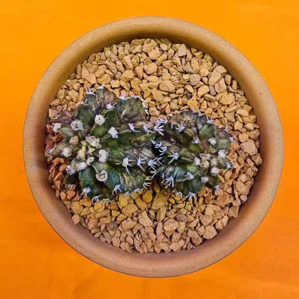 Gymnocalycium Trex 3 cm  Özel Tür Kaktüs