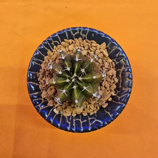 Gymnocalycium Sepia 3,5 cm  Özel Tür Kaktüs
