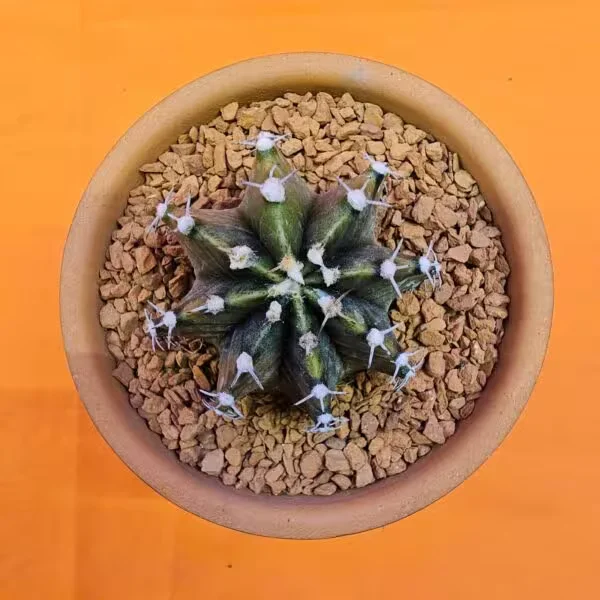 Gymnocalycium Sepia 5 cm  Özel Tür Kaktüs