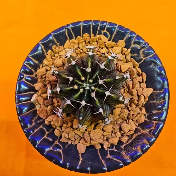 Gymnocalycium Sepia 3 cm  Özel Tür Kaktüs