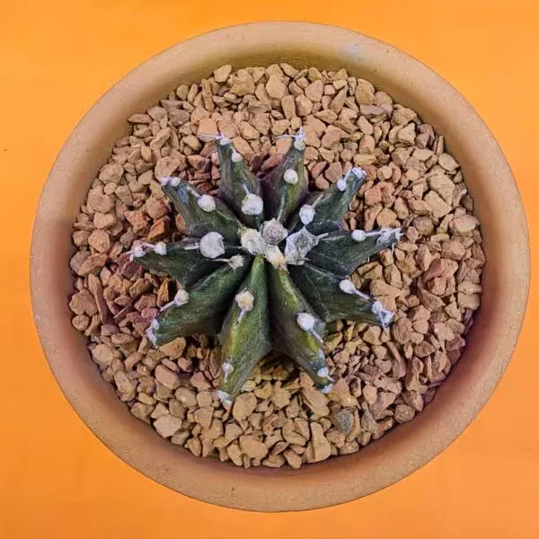 Gymnocalycium Sepia 4,5 cm  Özel Tür Kaktüs