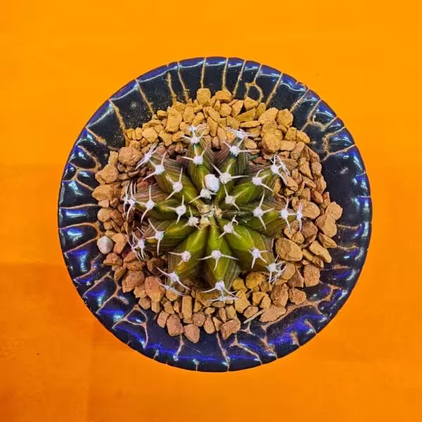 Gymnocalycium Sepia 3,5 cm  Özel Tür Kaktüs