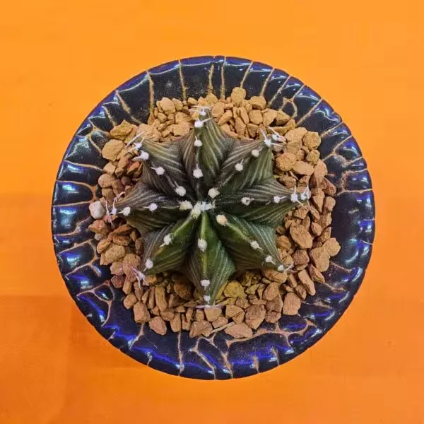 Gymnocalycium Sepia 4 cm  Özel Tür Kaktüs