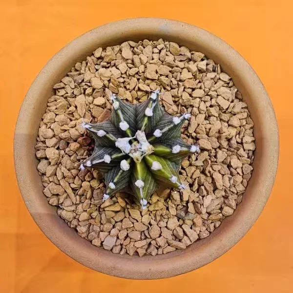 Gymnocalycium Sepia 4 cm  Özel Tür Kaktüs