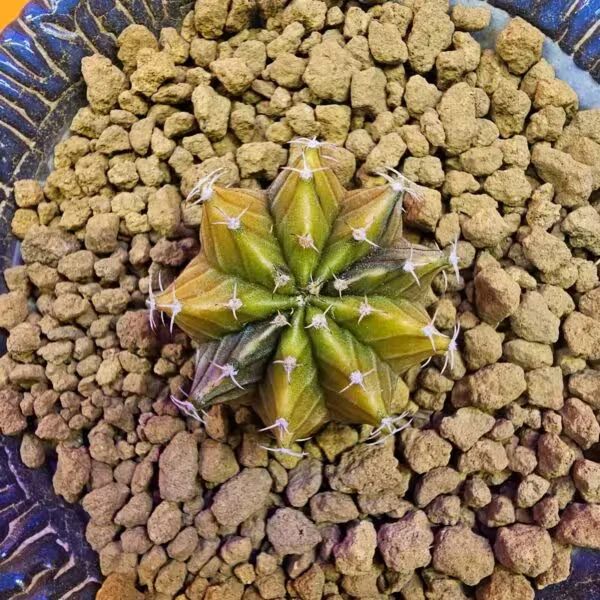 Gymnocalycium Sepia 3 cm  Özel Tür Kaktüs