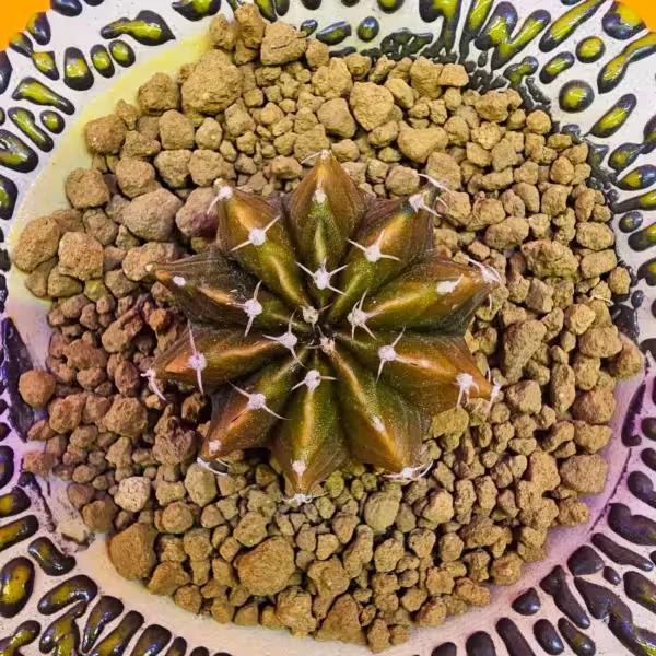 Gymnocalycium Sepia 4 cm  Özel Tür Kaktüs