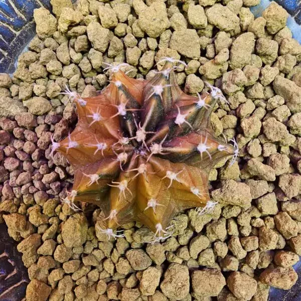 Gymnocalycium Sepia 3,5 cm  Özel Tür Kaktüs