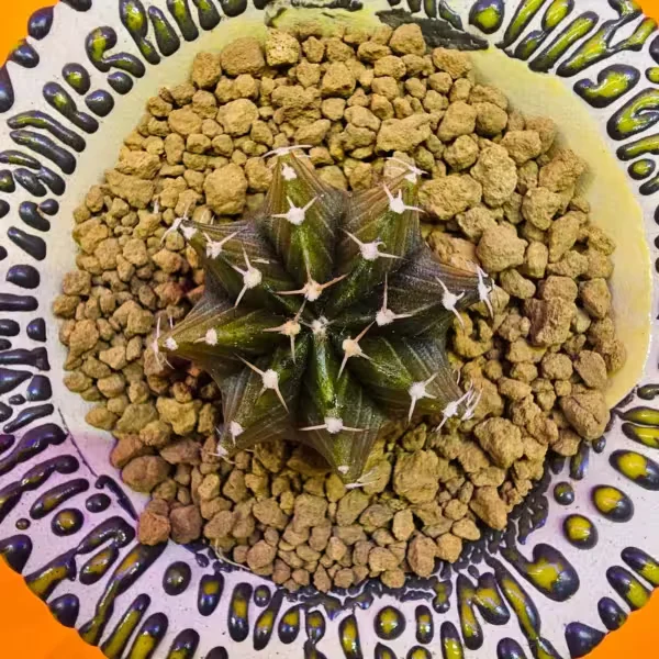 Gymnocalycium Sepia 4 cm  Özel Tür Kaktüs