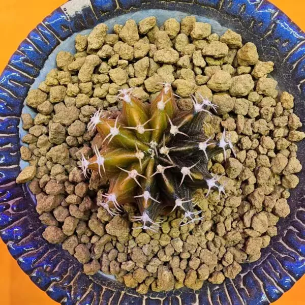 Gymnocalycium Sepia 3,5 cm  Özel Tür Kaktüs