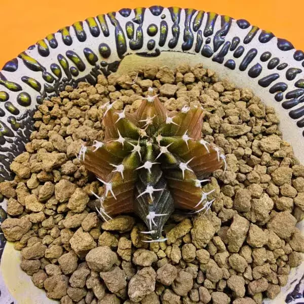 Gymnocalycium Sepia 3 cm  Özel Tür Kaktüs