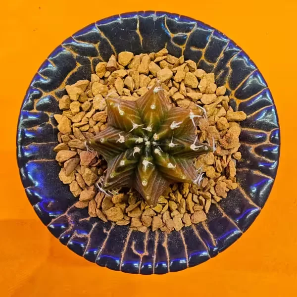 Gymnocalycium Sepia 3 cm  Özel Tür Kaktüs
