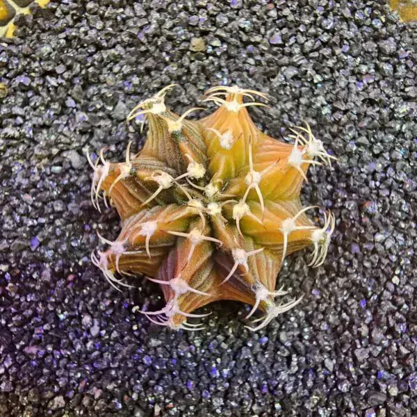 Gymnocalycium Sepia 3 cm  Özel Tür Kaktüs