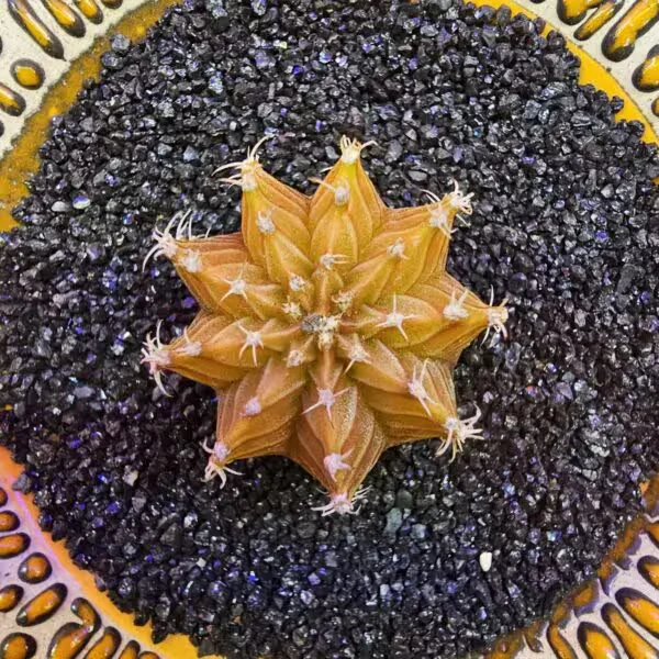 Gymnocalycium Sepia 3 cm  Özel Tür Kaktüs