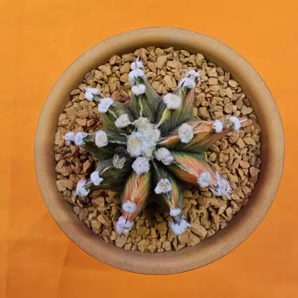 Gymnocalycium Mihanovichii 5 cm  Özel Tür Kaktüs